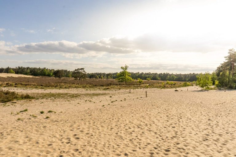 Walking in the Loonse and Drunense dunes in Brabant