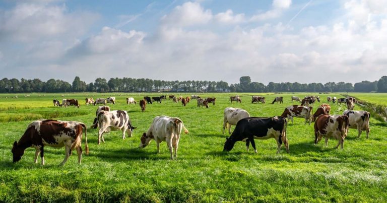 Gaasterland and Frisian lakes