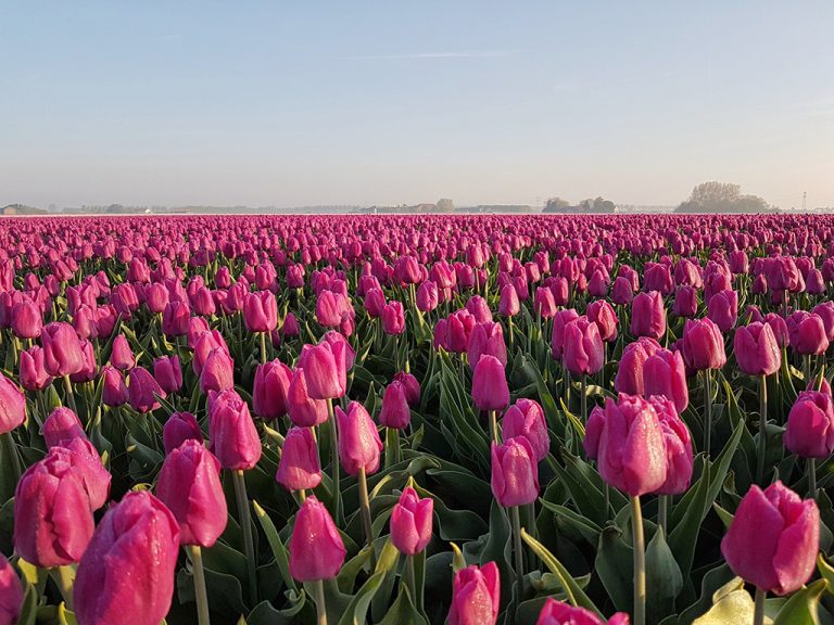 Tulip route on Goeree-Overflakkee in South Holland