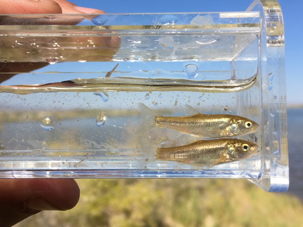 Borax Lake Chub: Conserving a High Desert Survivor