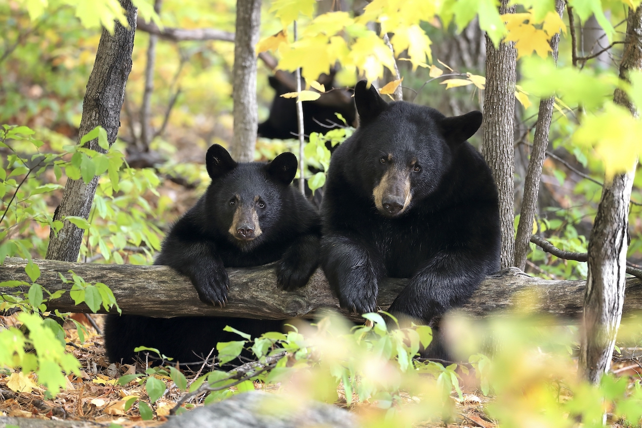 Why Are Black Bears Thriving?