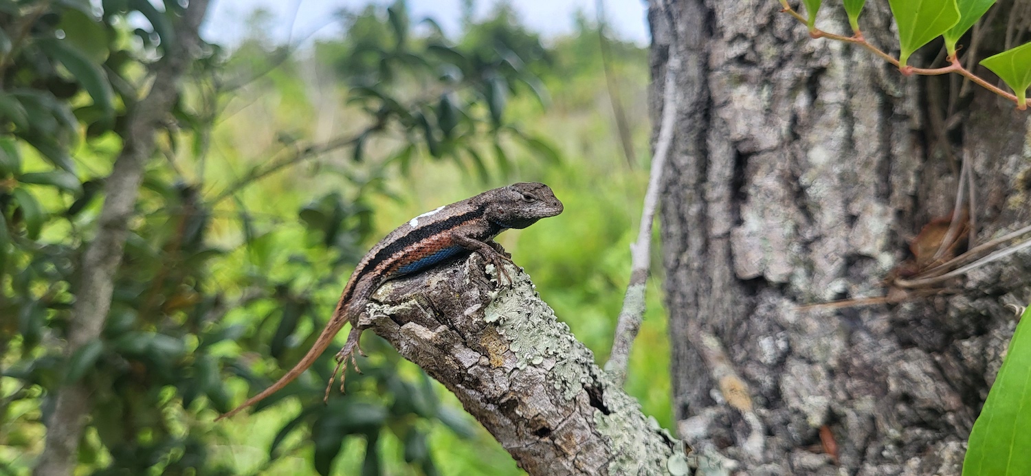 Do Enticing Mites Help Florida Scrub Lizards Attract a Mate?