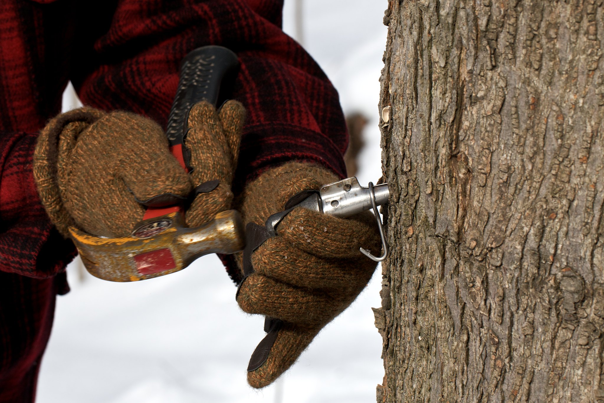 Tree Tapping Isn’t Just for Maples