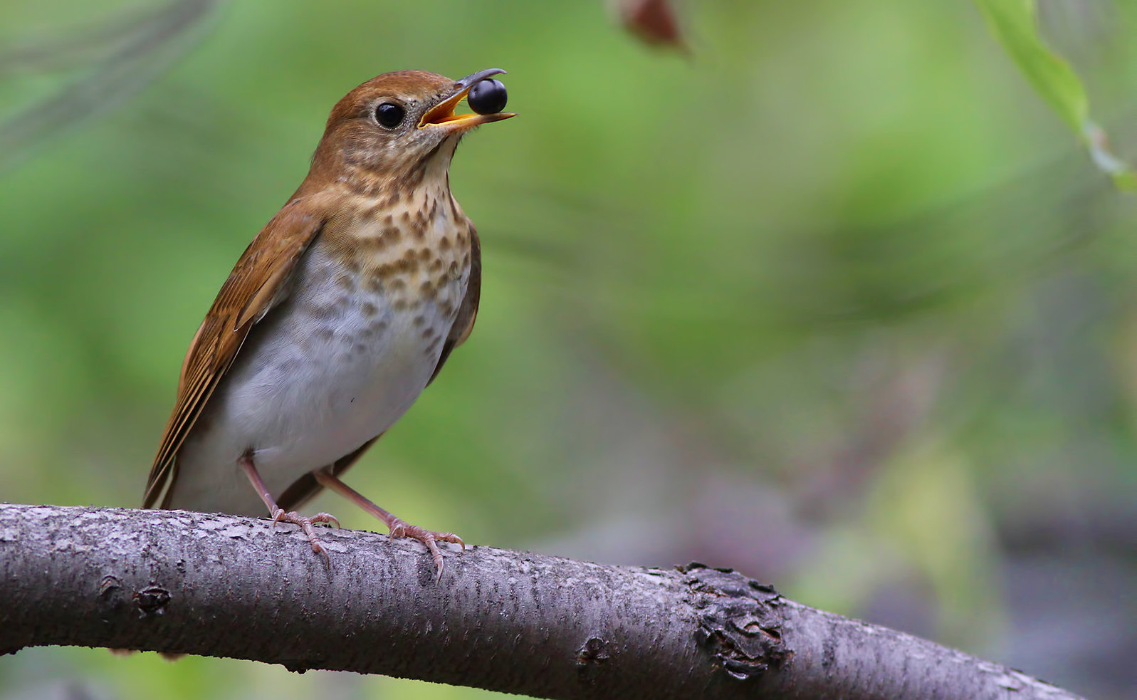 Earlier Springs Cause Problems for Birds