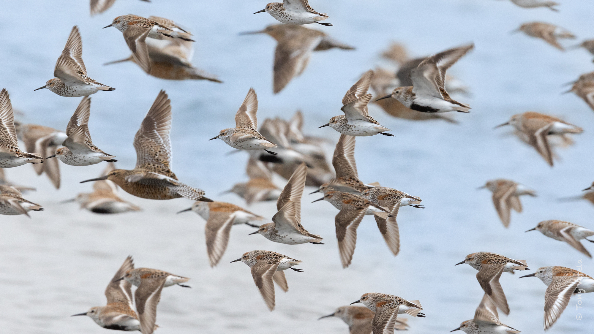 Extreme Birding: Shorebirds at the Sewage Lagoon