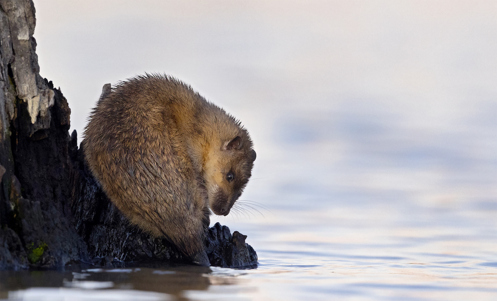 Meet the Amazing Giant Rats of Oceania