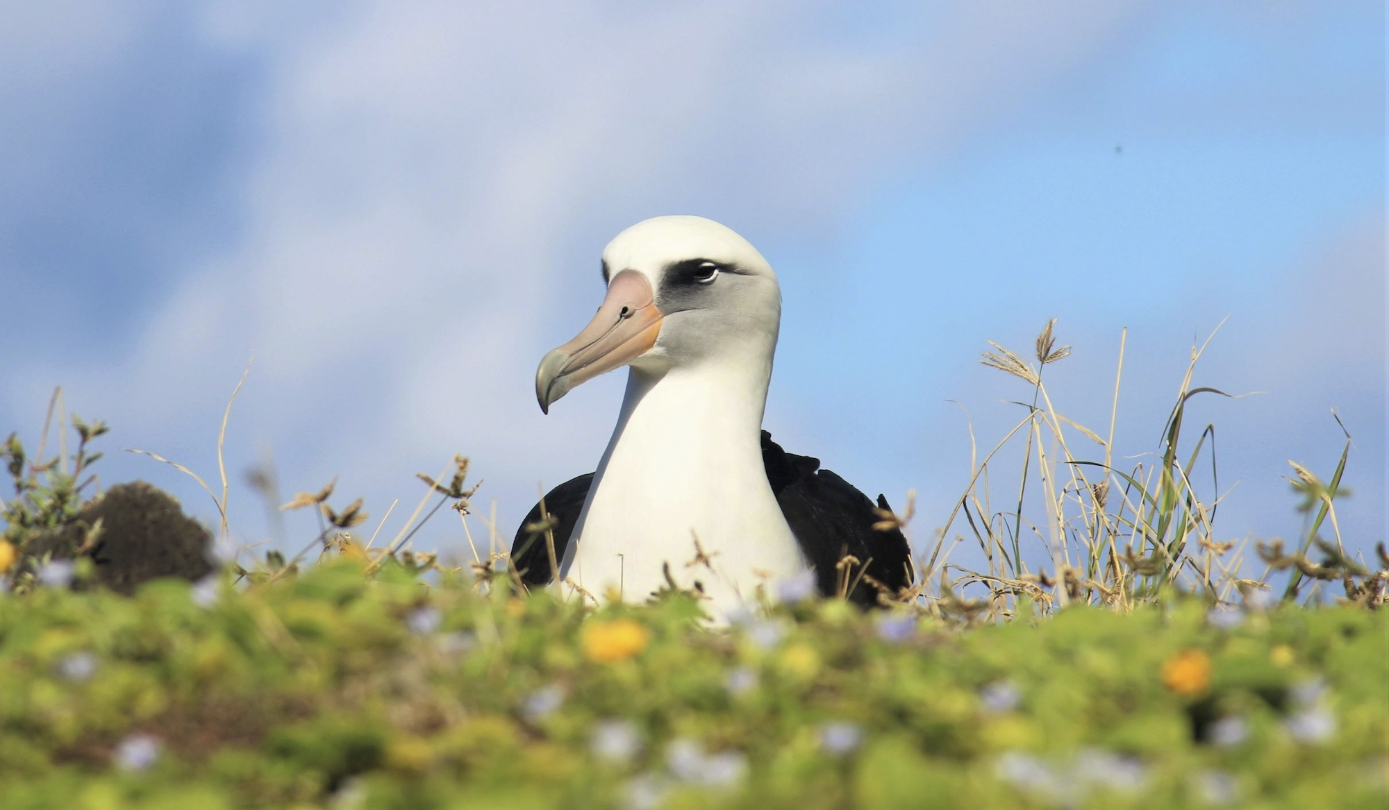 Running the Numbers on Global Seabird Restoration