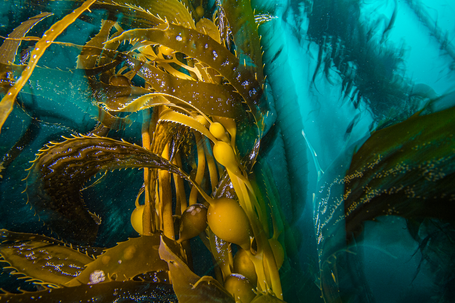 What It’s Like to Document California’s Disappearing Kelp Forests