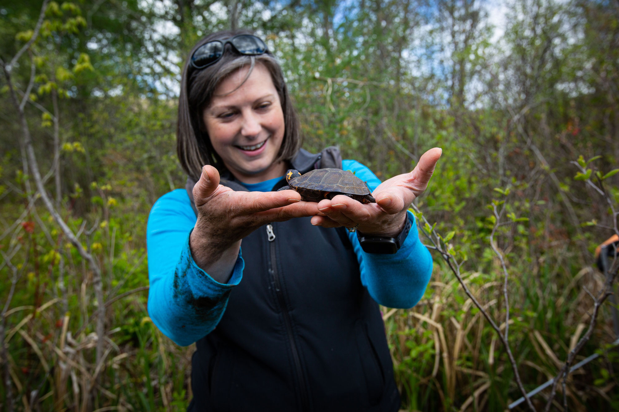 The Search for America’s Tiniest Turtles