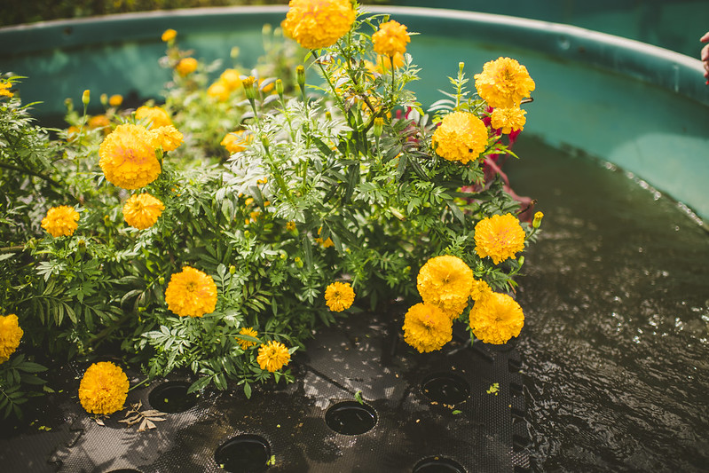 Floral Arrangement: Can Floating Flower Mats Reduce Nutrient Pollution?