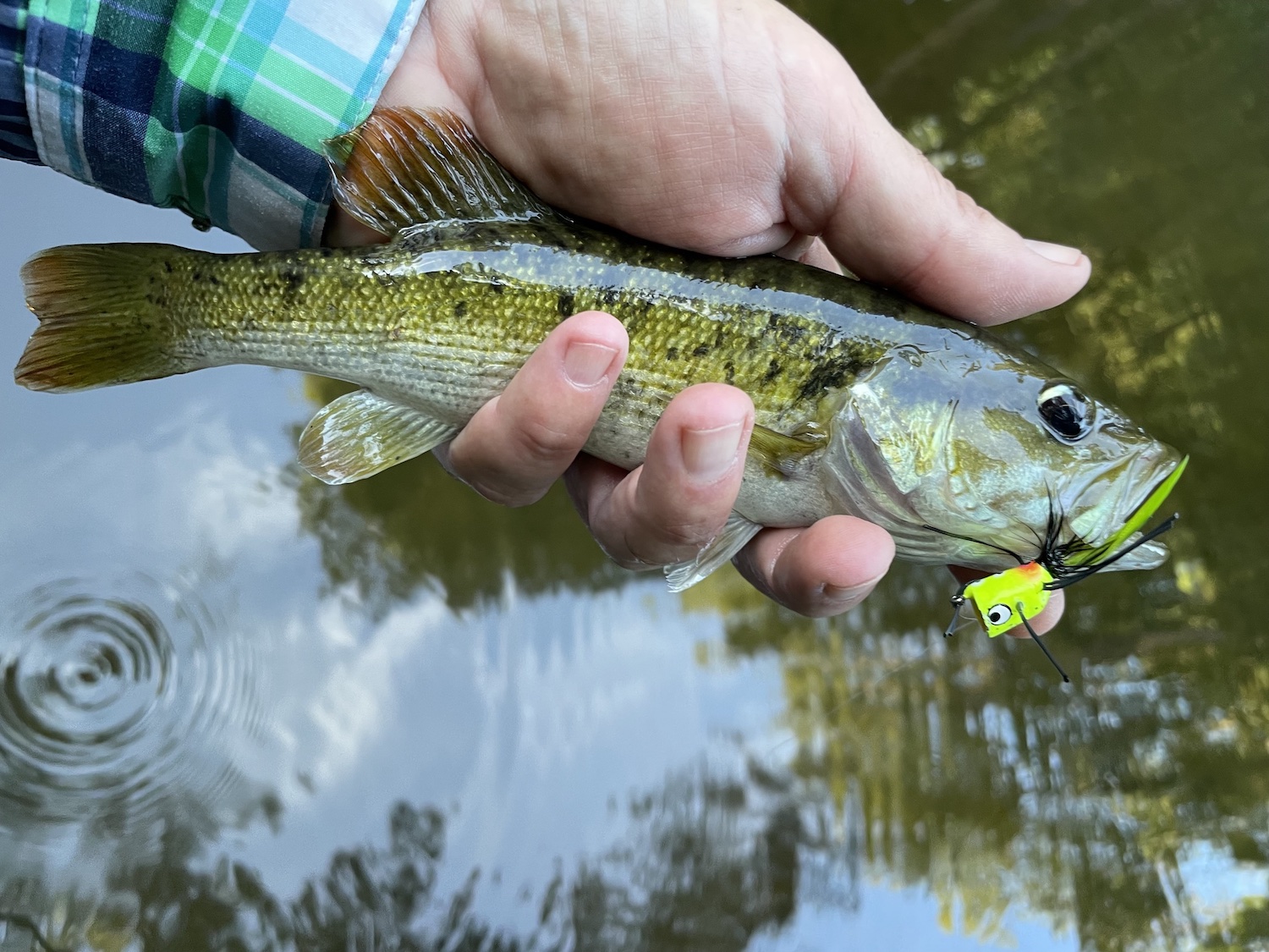 50 Fish, 50 States: Rise of the Redeye