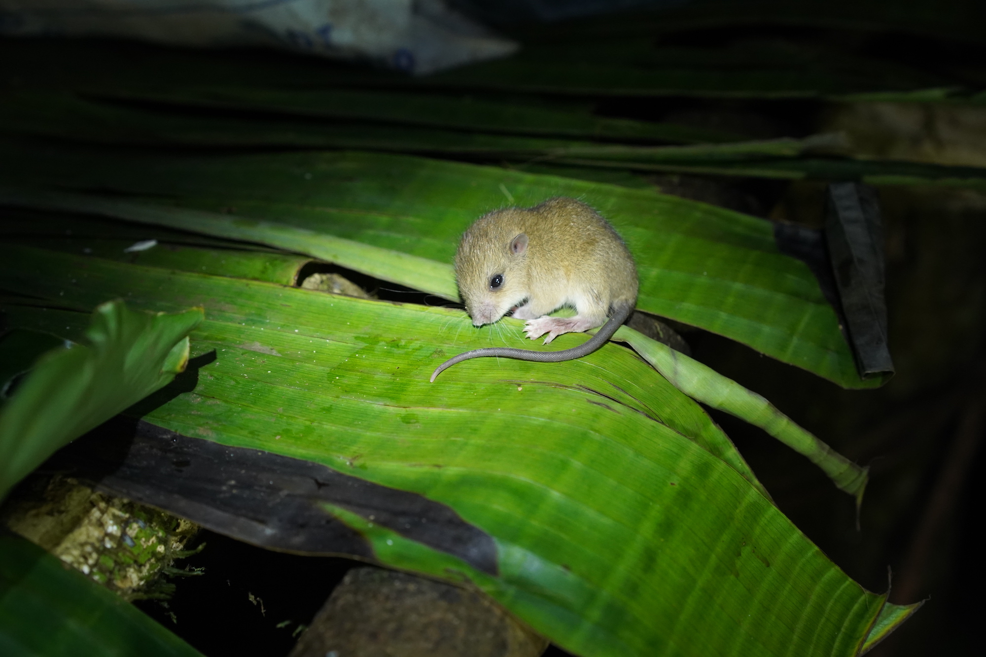 Scientists Re-Discover Giant Rat Not Seen in 30+ Years