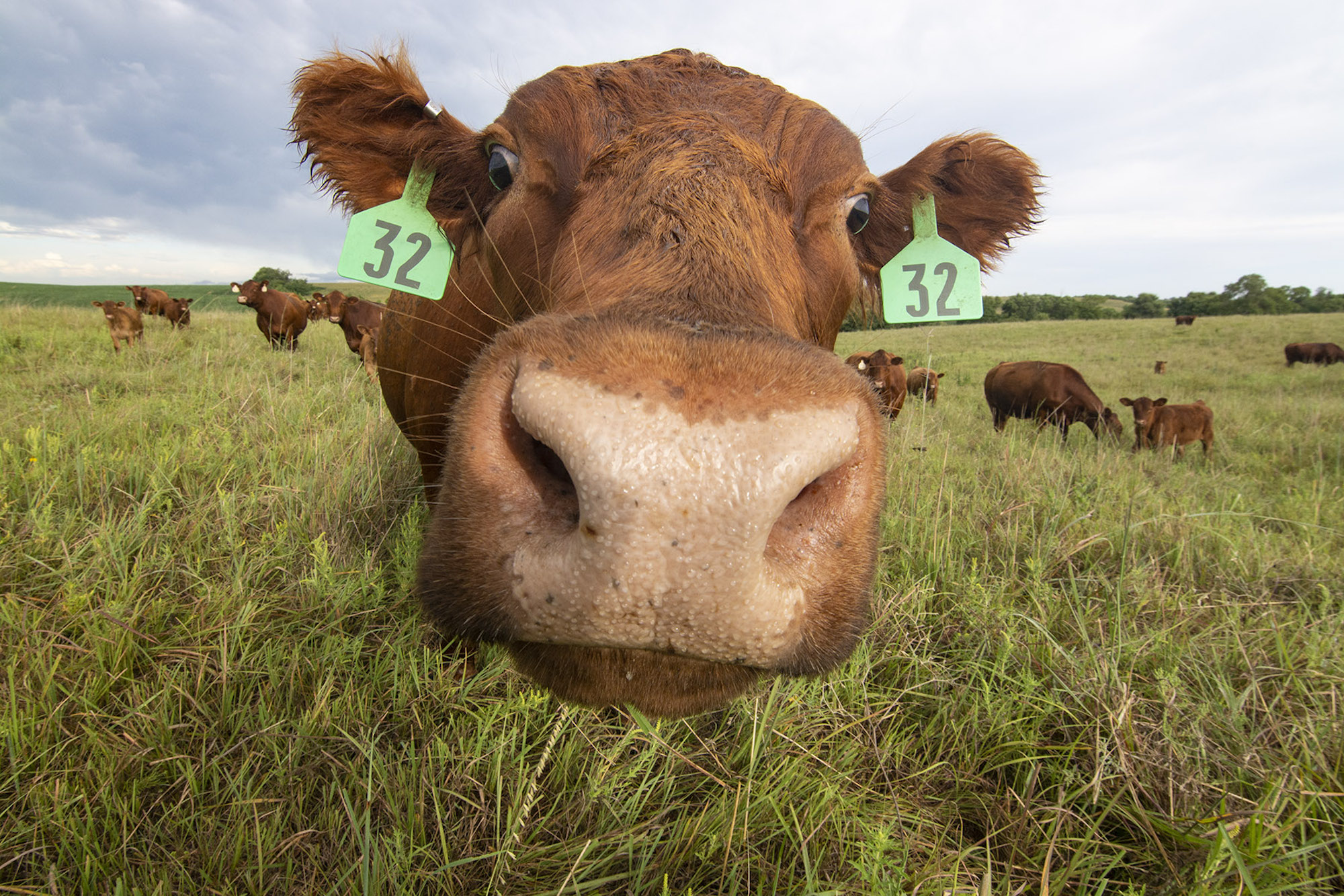 Cattle, Milkweed, and the Implications for Monarchs