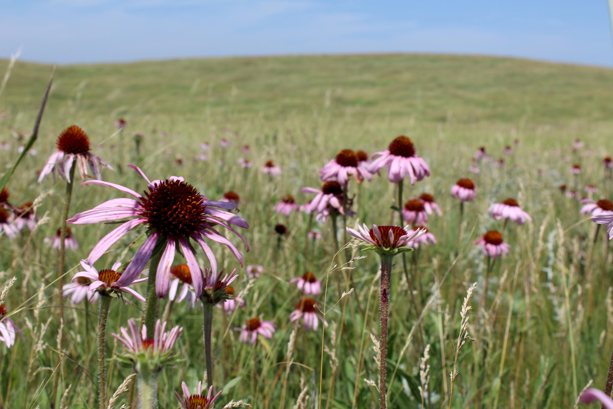 Ensuring the Future for Healthy Prairies