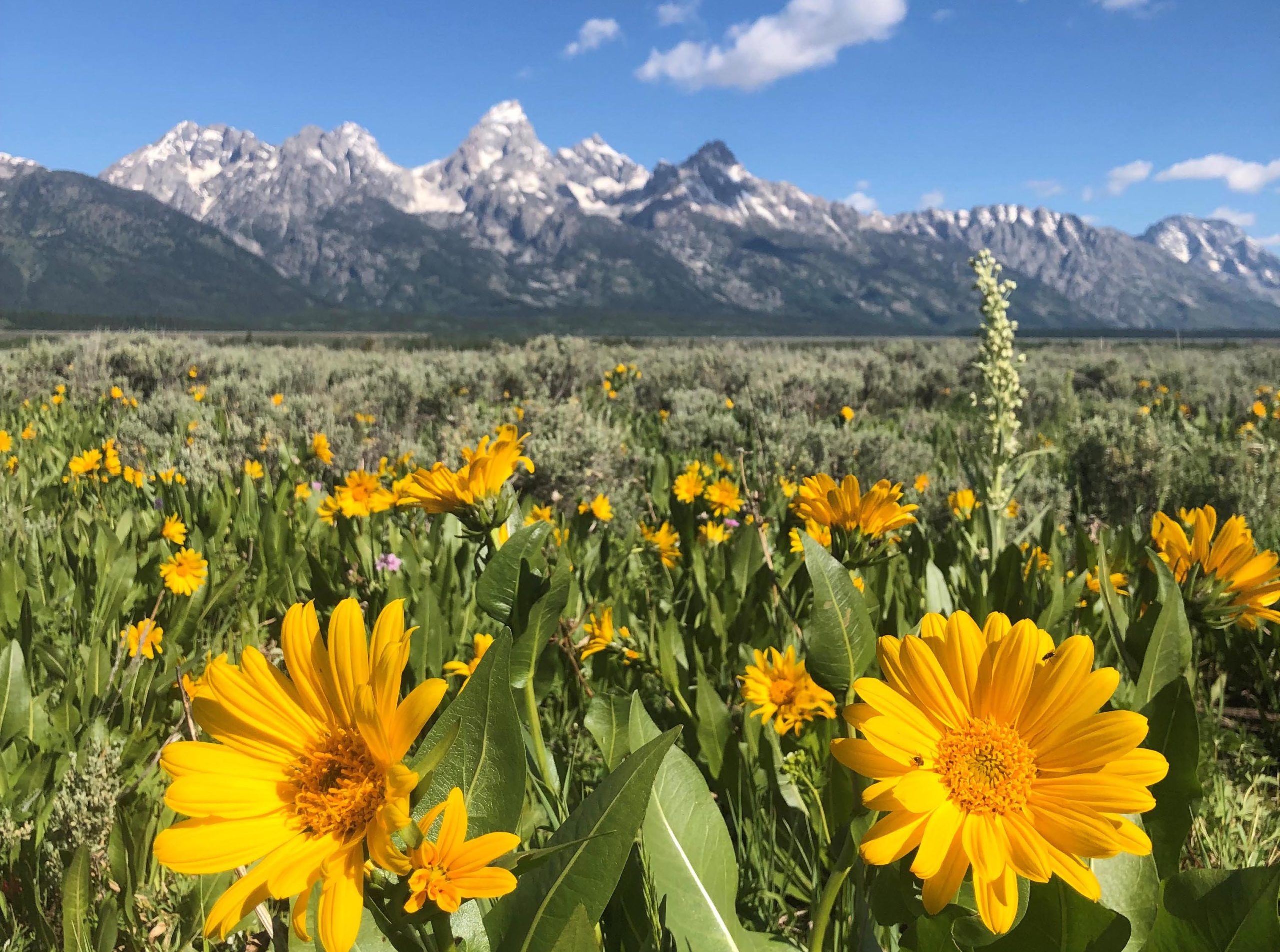 Spring Flowers Are Blooming Earlier in Greater Yellowstone