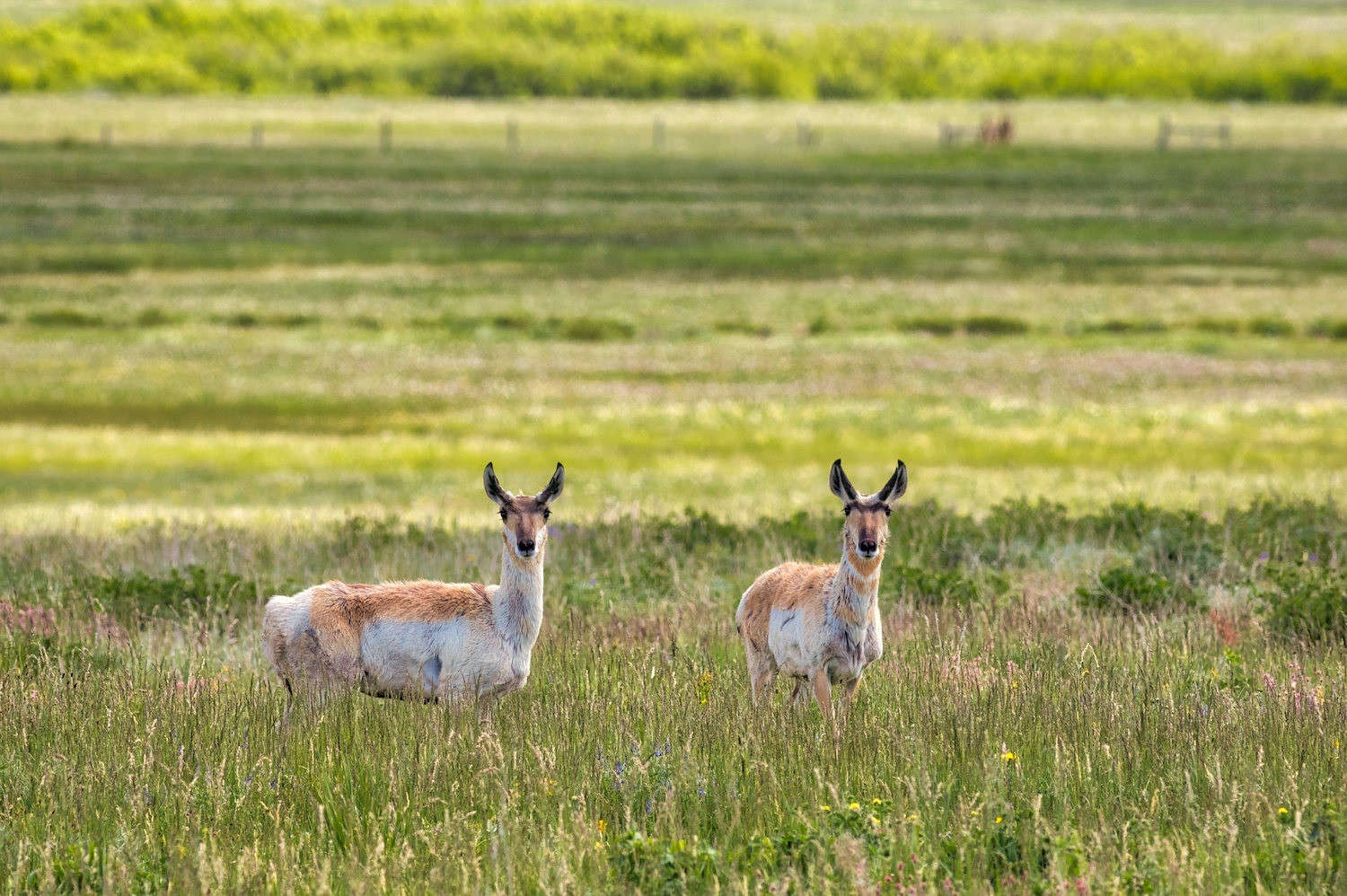 Pronghorn Place: Preserve Protects Wildlife Migration Route