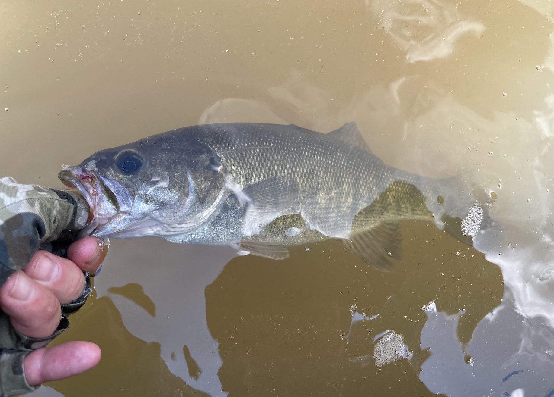 50 Fish, 50 States: Bass of the Waterfalls