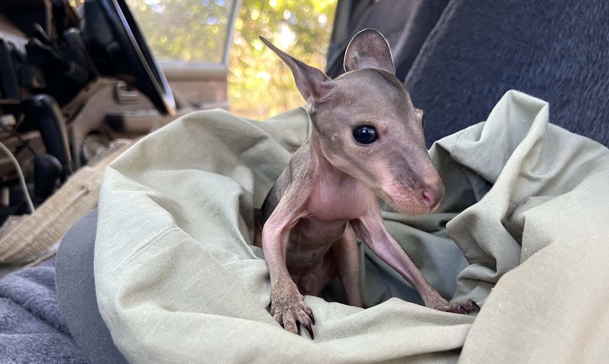 Saving Dixie: 24 Hours Caring for a Wallaby Joey