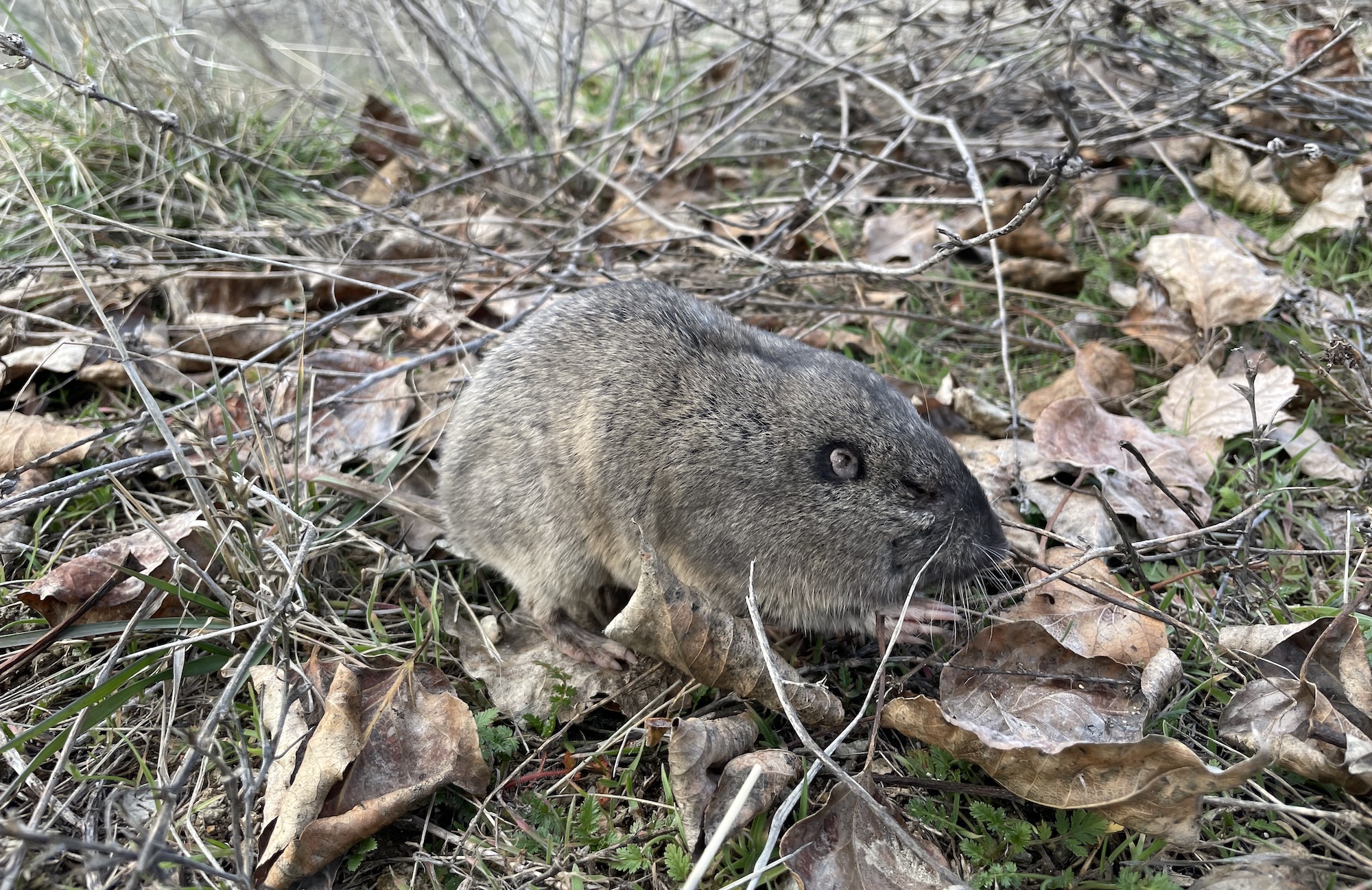 Quality Time with Pocket Gophers