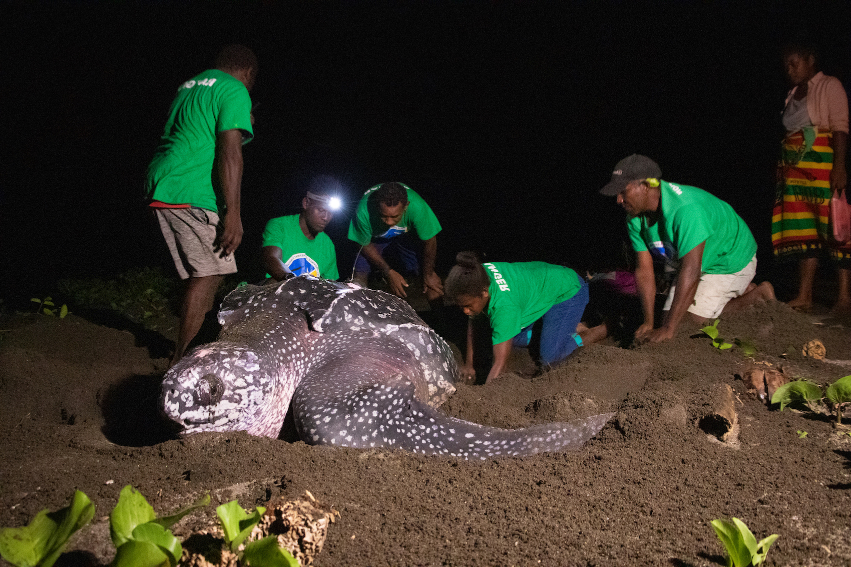 Satellite Tracking Endangered Pacific Leatherback Turtles