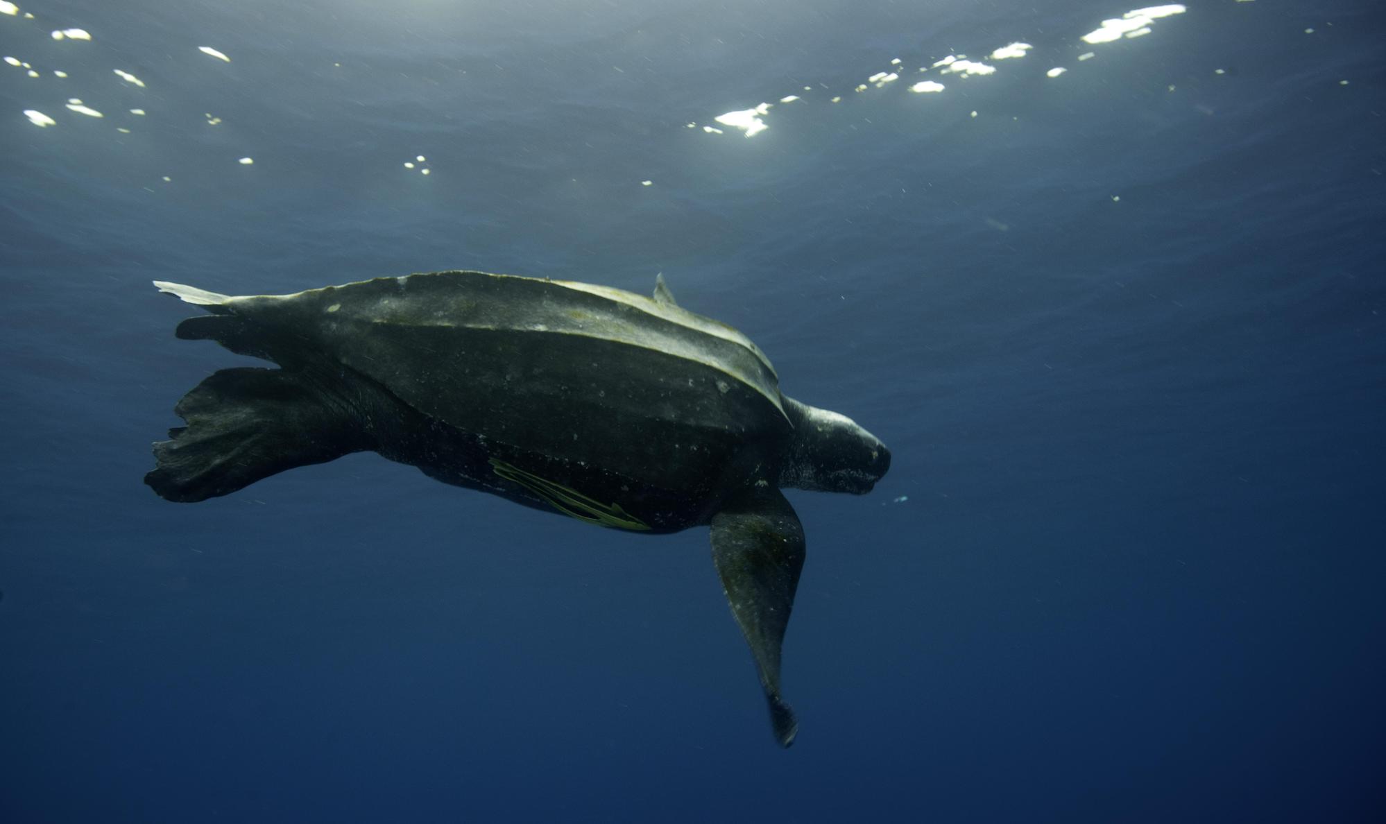 The Fight to Save Western Pacific Leatherbacks