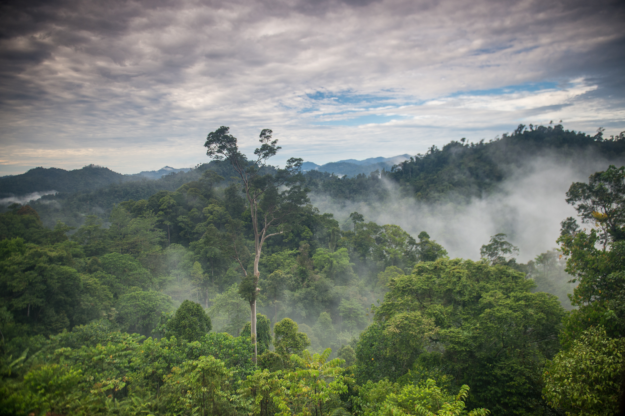 Fossil Pollen Reveals the African Origins of Asia’s Tropical Forests