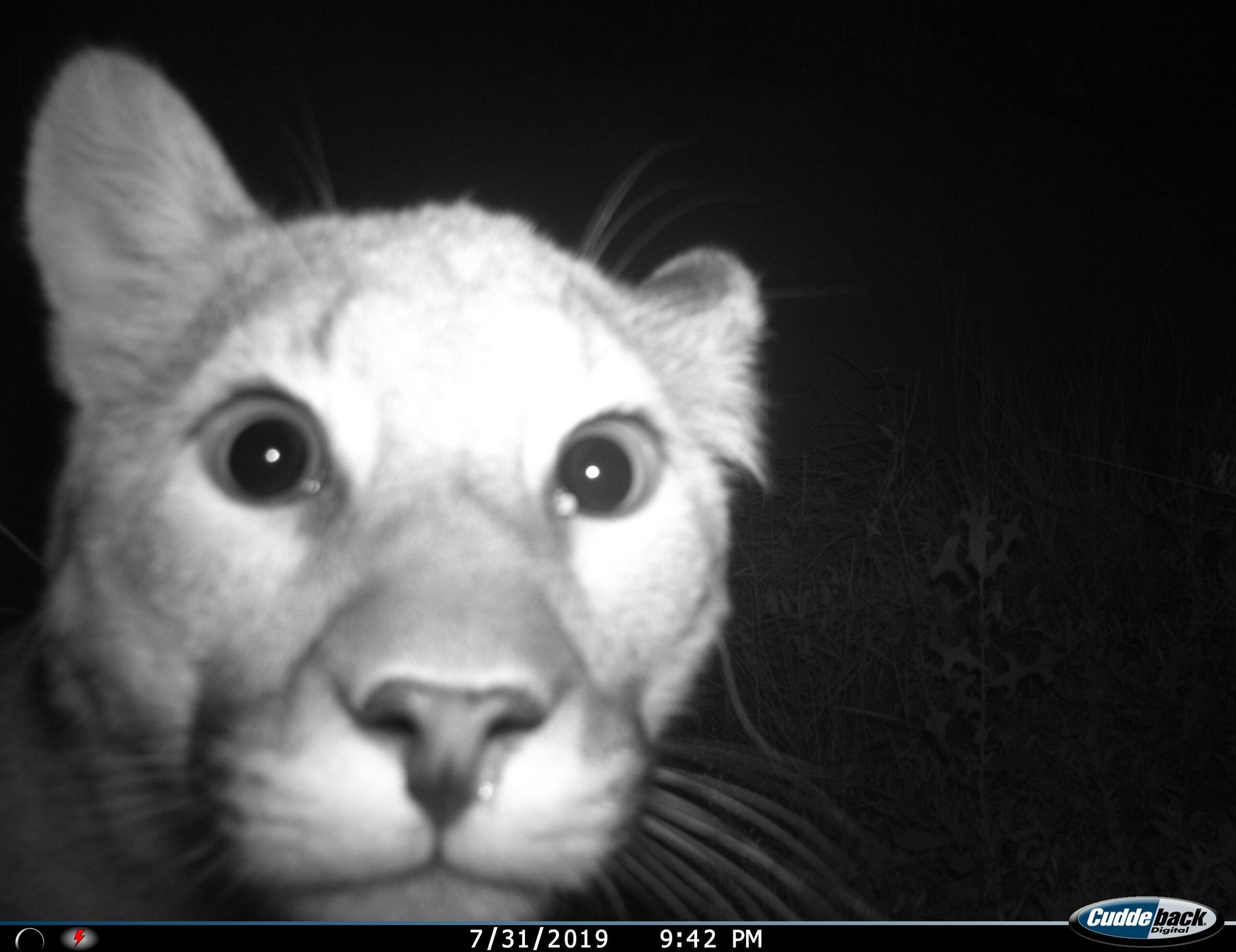 Are There Mountain Lions in New Jersey?