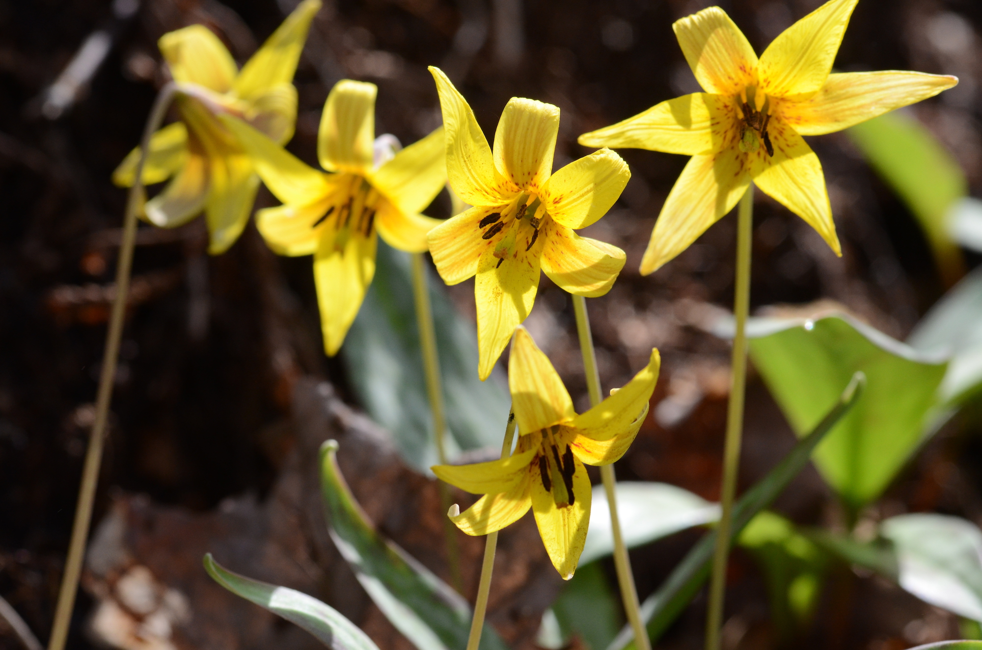 Wildflower Watching as a Source of Solace and Diversion