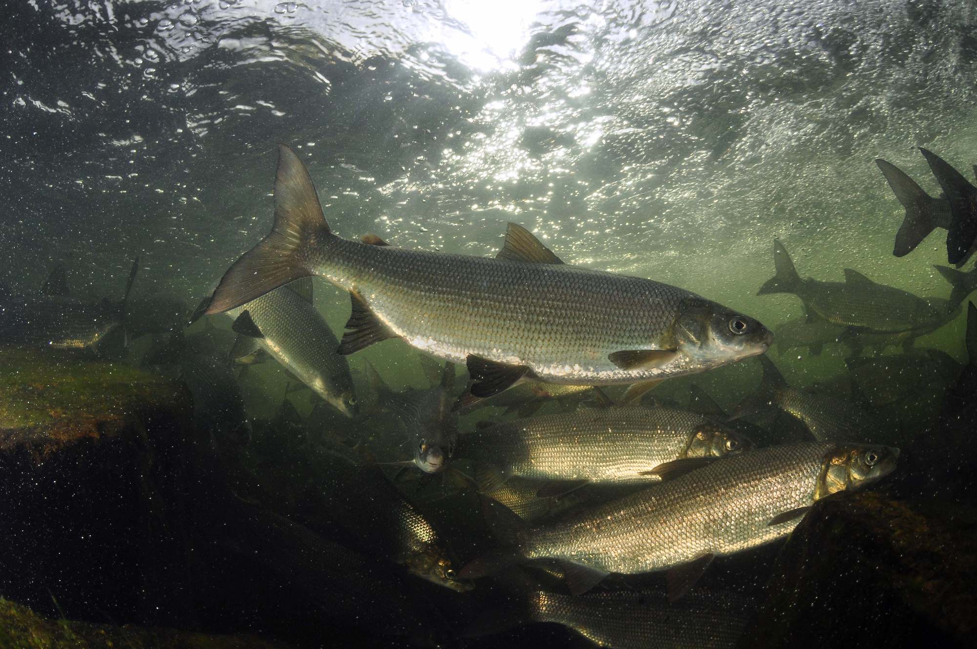 Can You Help a Fish Imprint On a River?