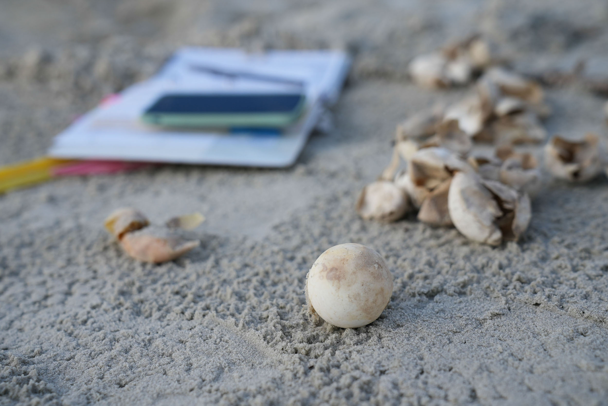 To Monitor Loggerhead Turtles, Scientists Look to Their Eggs