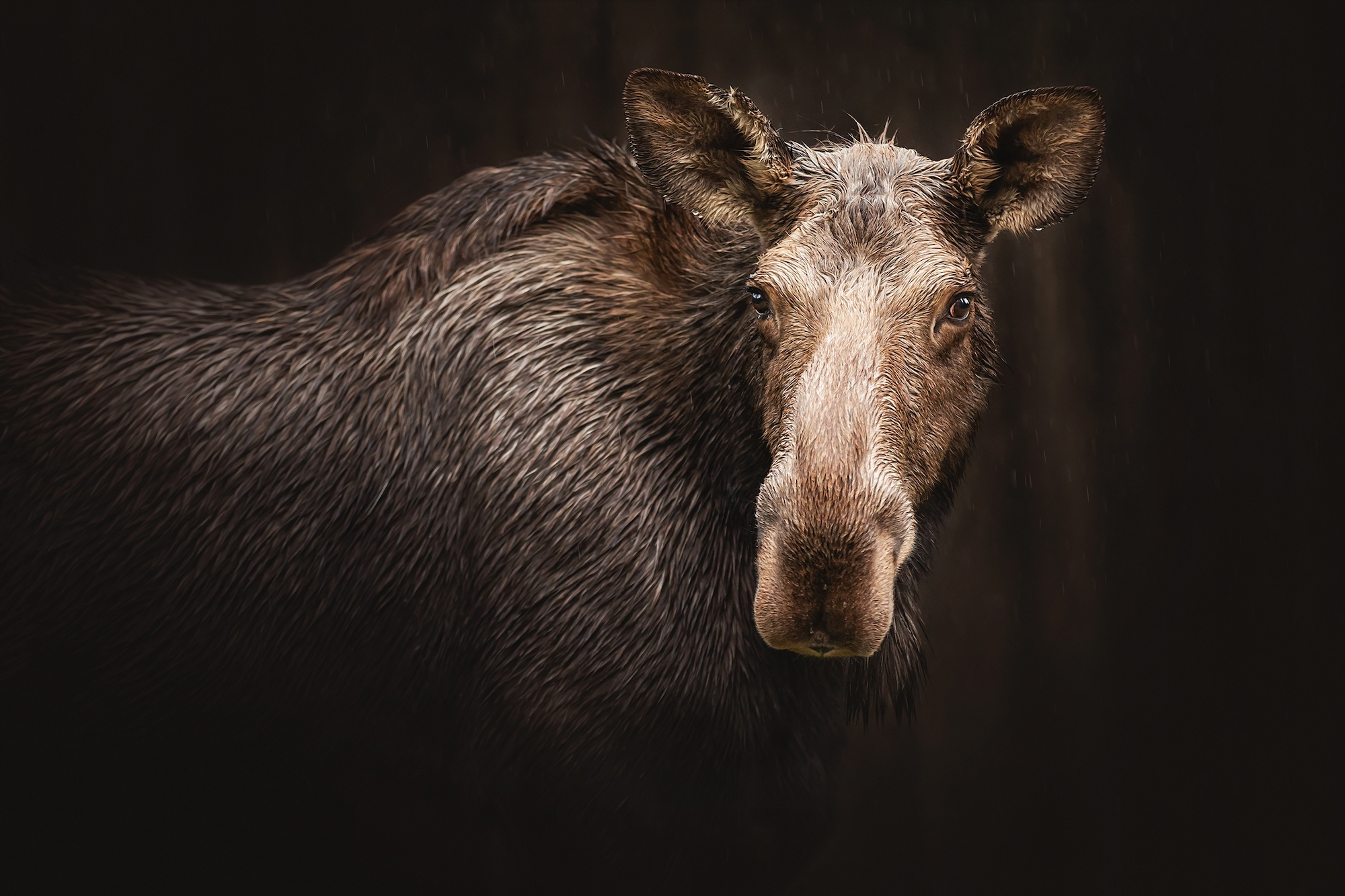 From Moose to Marmots, Microclimates Could Provide Climate Buffer