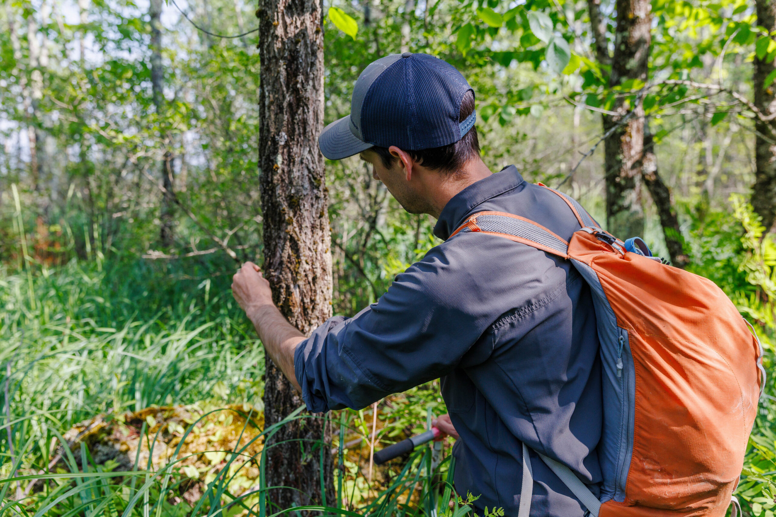 The Search for “Lingering Trees” Offers Hope for Imperiled Species