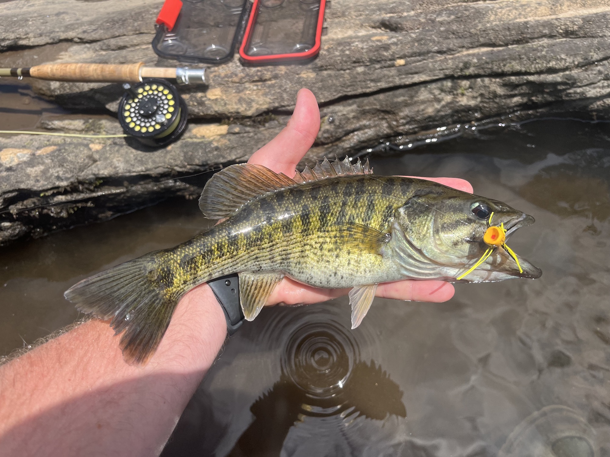 50 Fish, 50 States: Bartram’s Bass