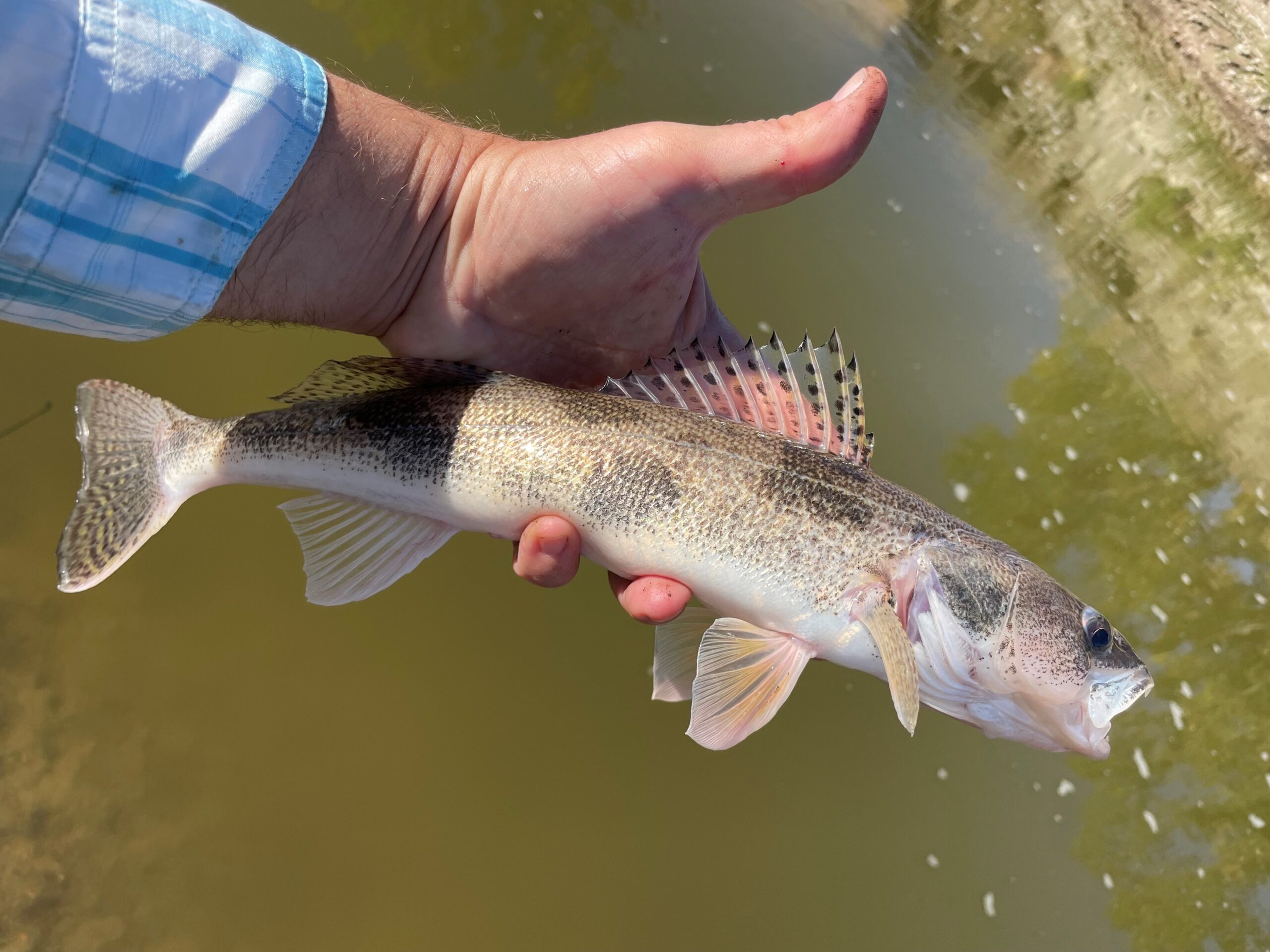 Overlooked Native Fish in National Parks