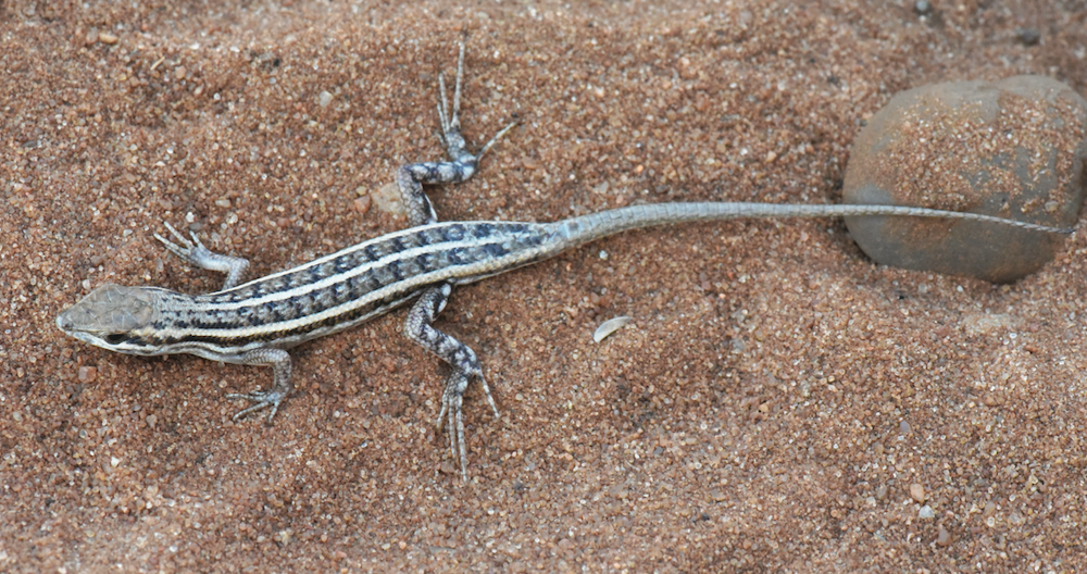 TNC Scientist Honored with Naming of New Skink Species