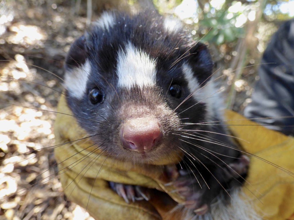 This Skunk Does Handstands. Yes, Handstands.