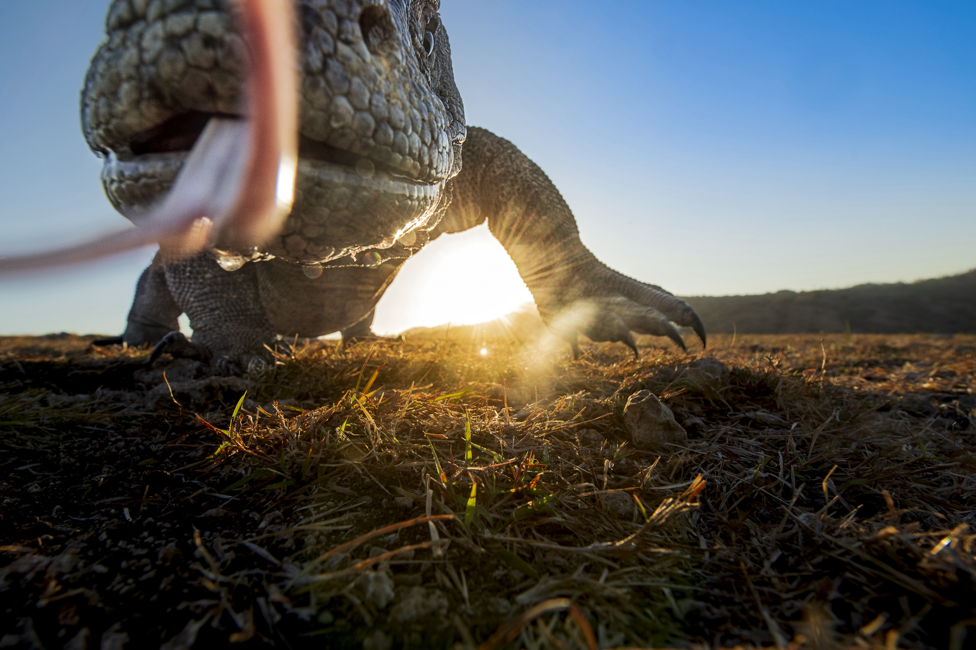 Finding Reptiles and Amphibians for Fun