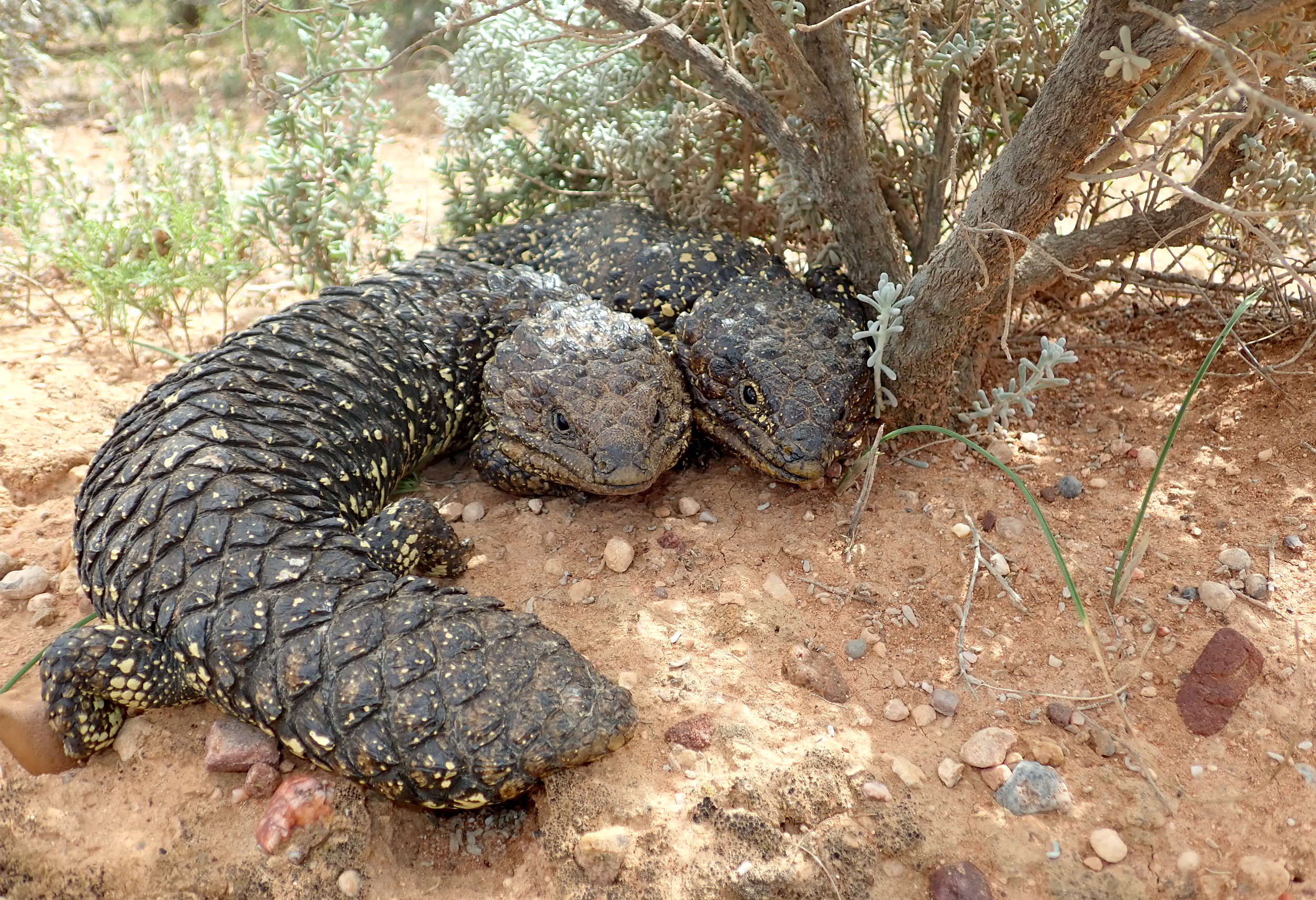 The Love Stories of Sleepy Lizards