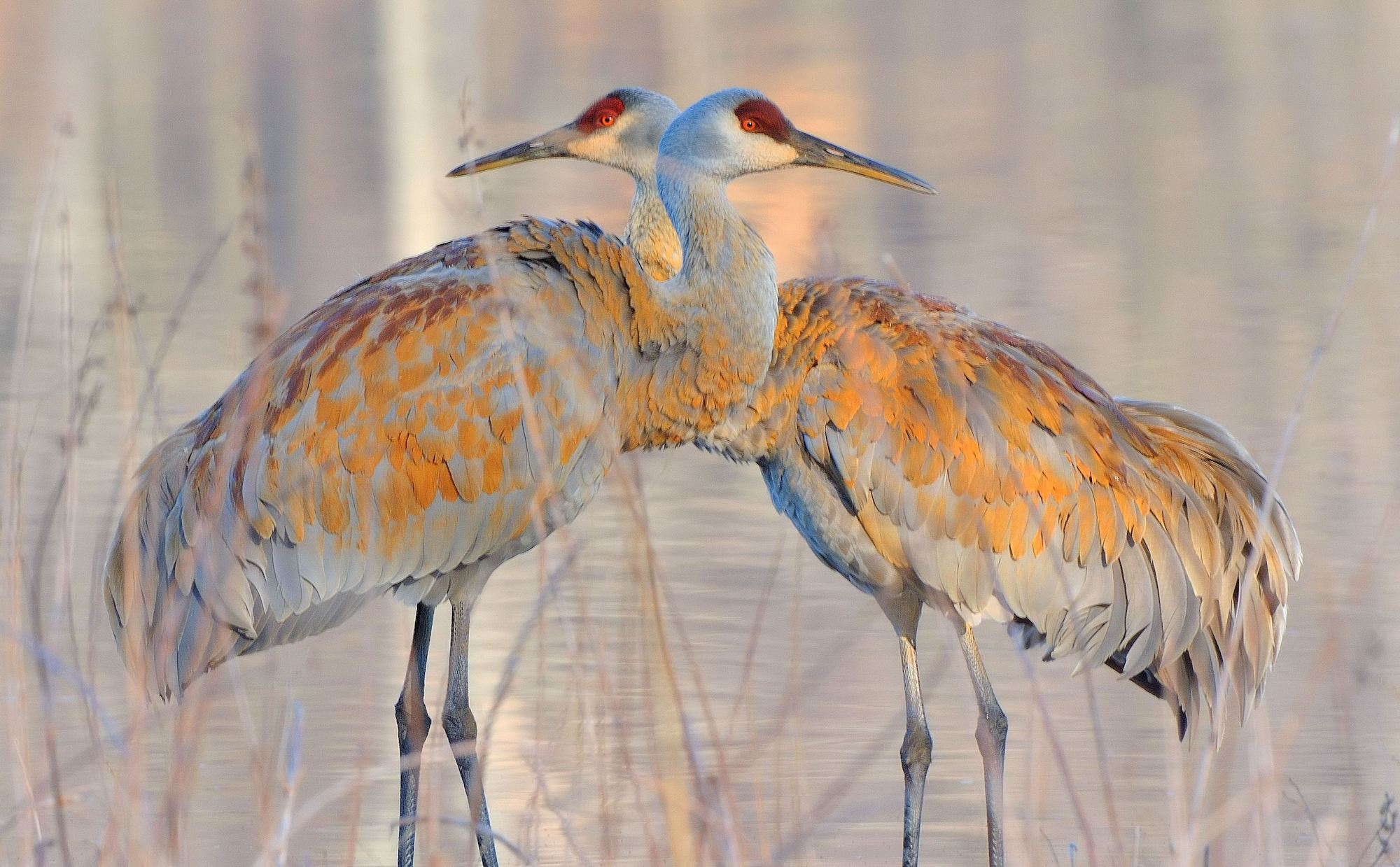 Did You Know Sandhill Cranes Dye Their Feathers?