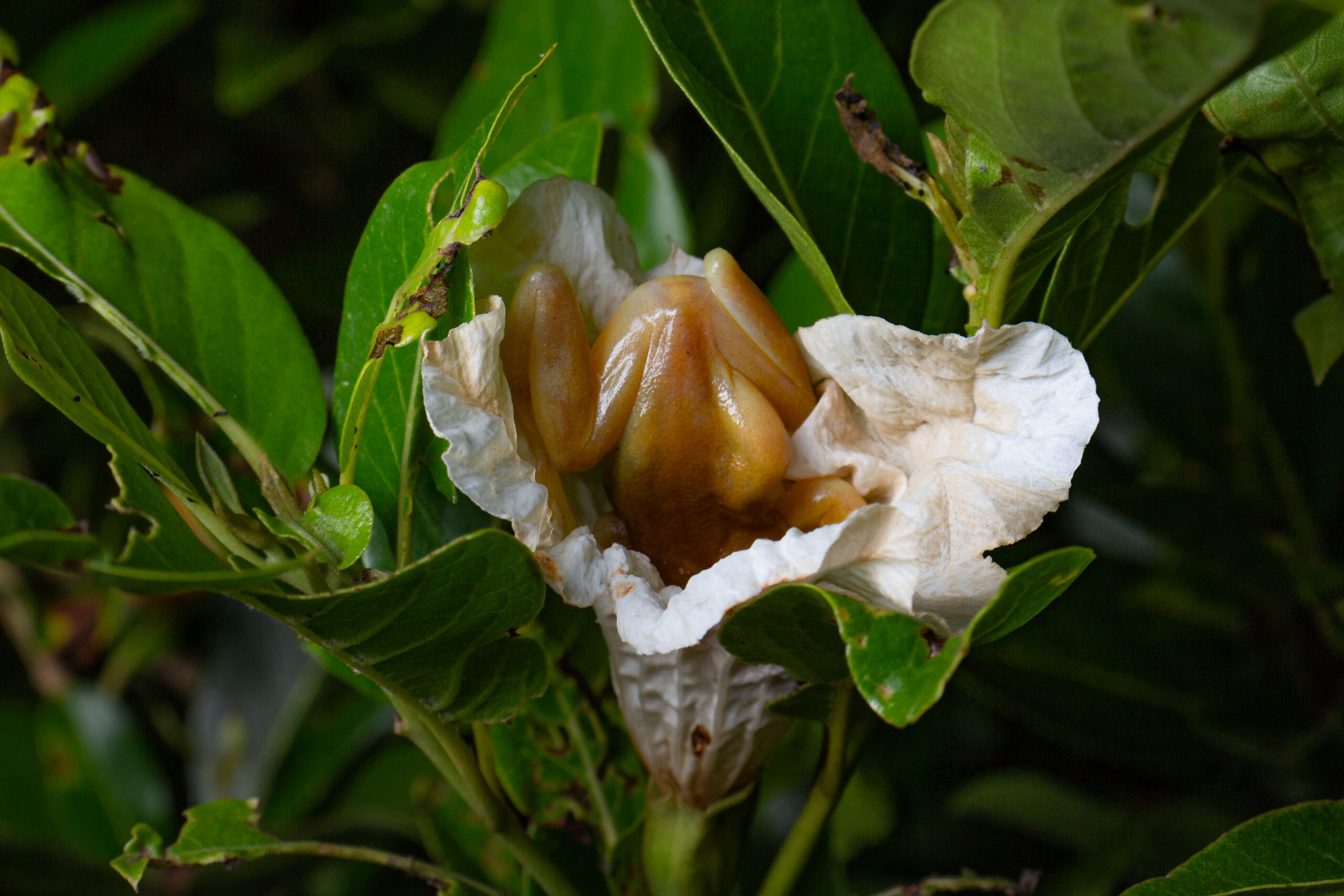 Frogs as Pollinators? – Cool Green Science