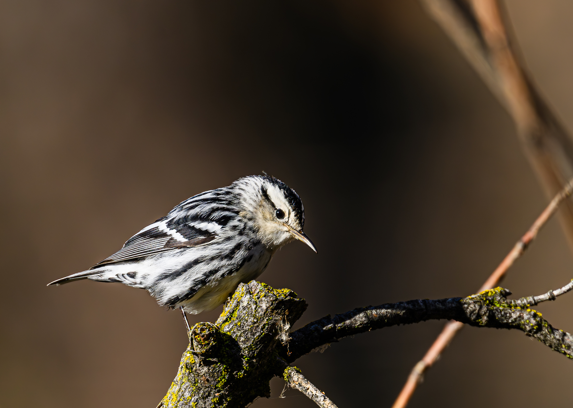 Bird Alert: The Search for Local Rarities