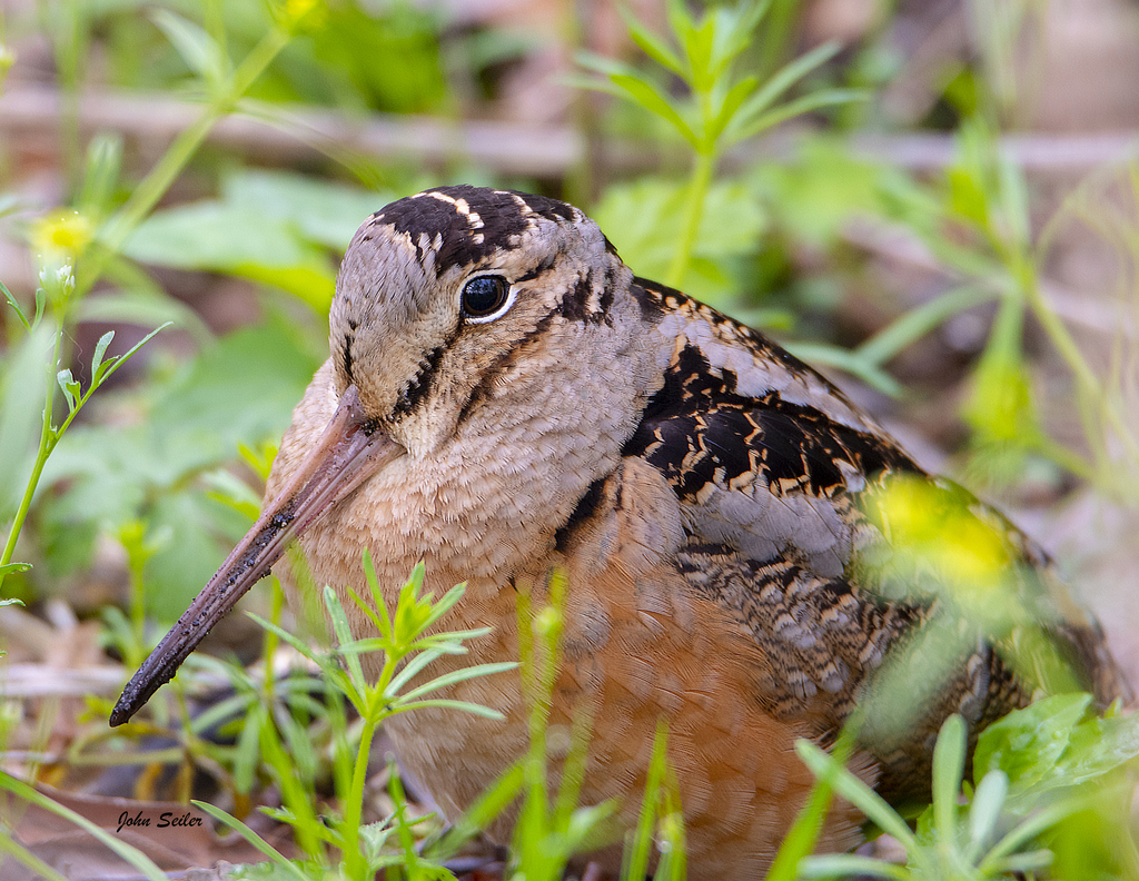 Tracking Down the American Woodcock