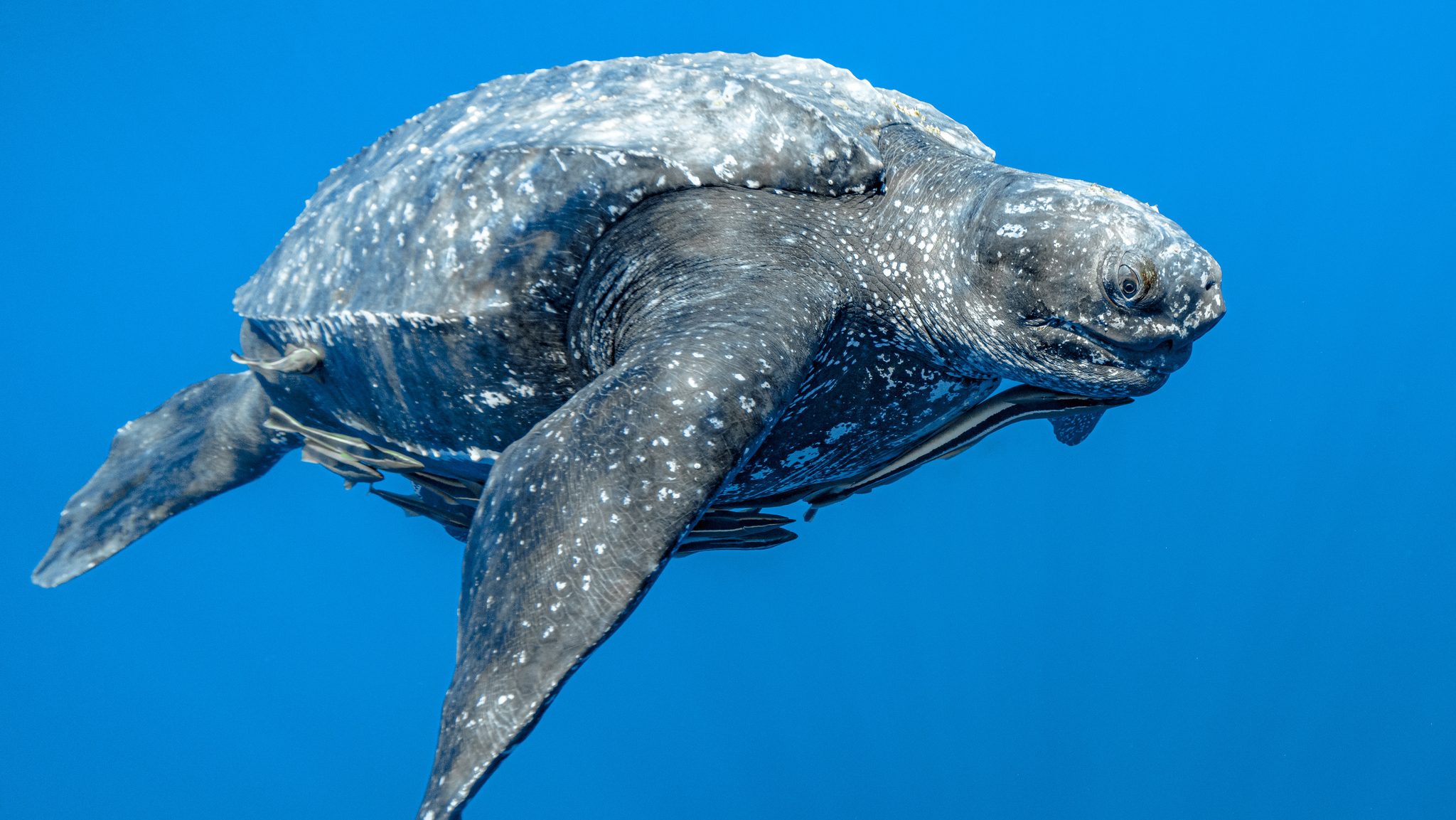 Deep-Diving Migrant of the Open Seas