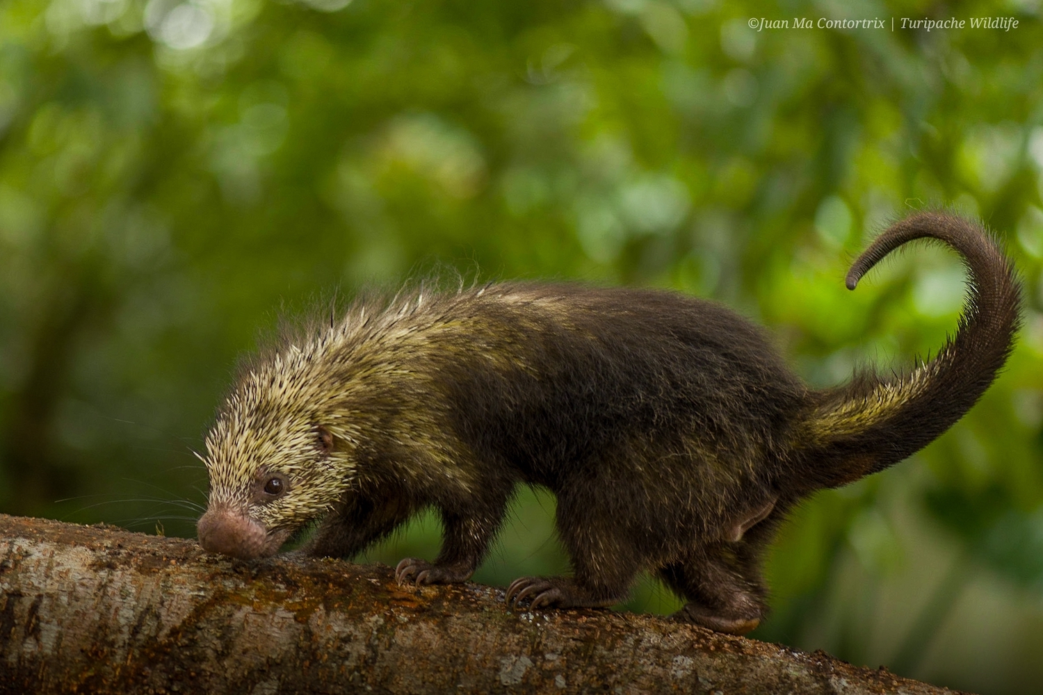 Crested Rats? Hairy Porcupines? 7 of the World’s Coolest Rodents