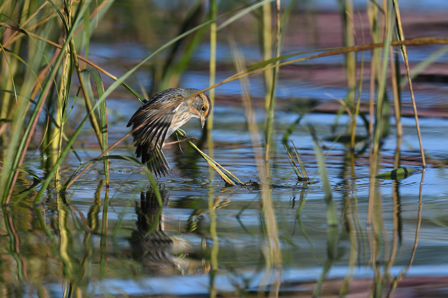 Saltmarsh Sparrow: The “Canary” of Sea-Level Rise