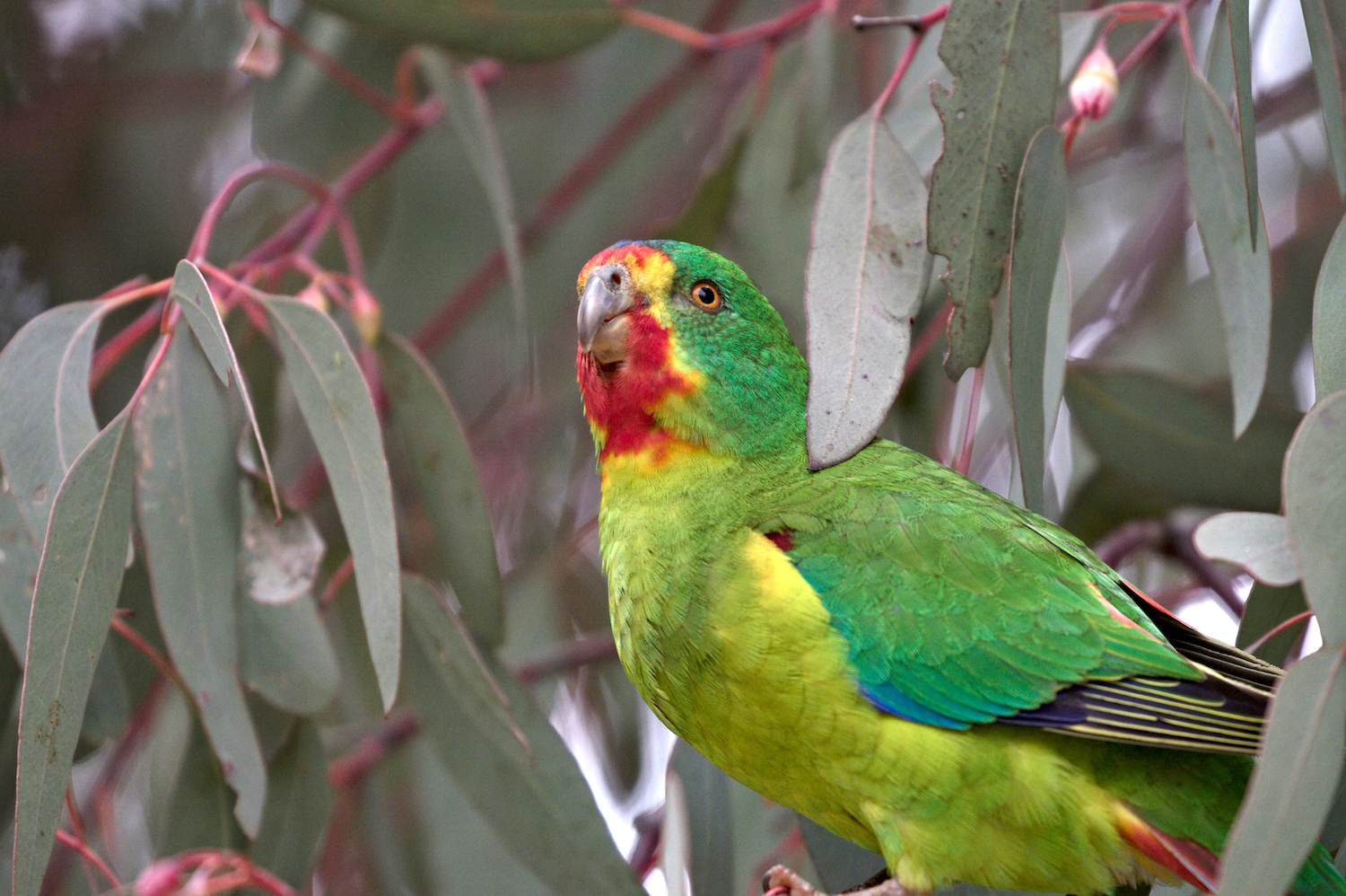 Swift Parrots and the Heartbreak of Rare Species